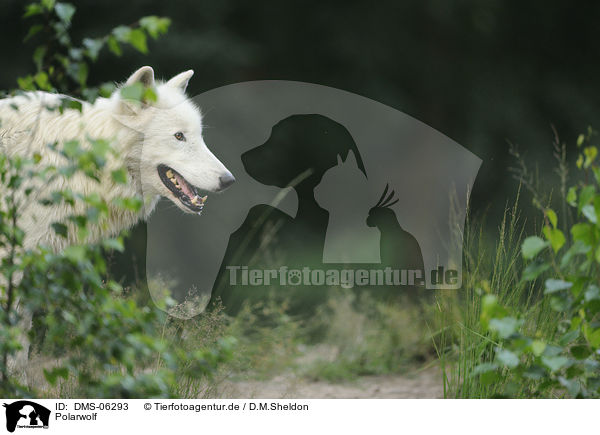Polarwolf / polar wolf / DMS-06293