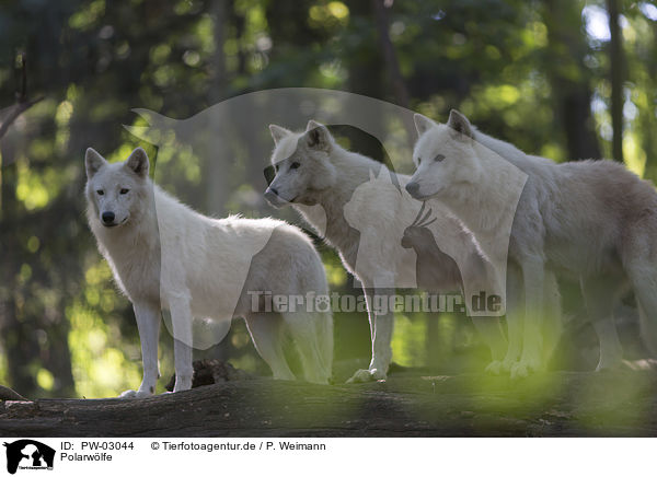 Polarwlfe / arctic wolves / PW-03044