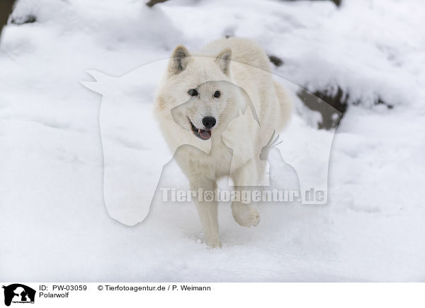 Polarwolf / arctic wolf / PW-03059