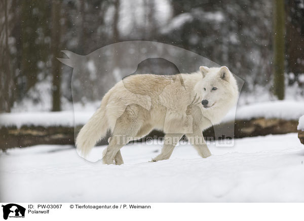 Polarwolf / arctic wolf / PW-03067