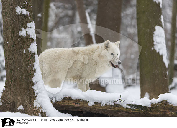 Polarwolf / arctic wolf / PW-03072