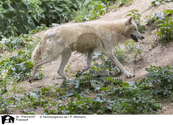 Polarwolf / arctic wolf / PW-03097
