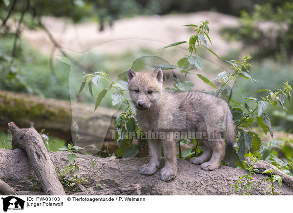 junger Polarwolf / young arctic wolf / PW-03103