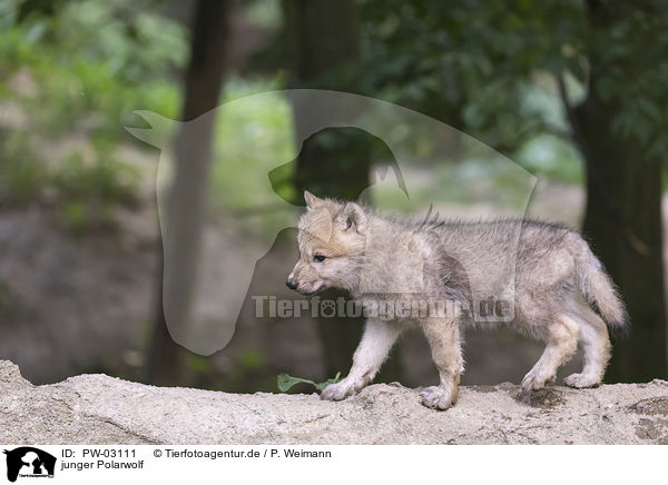 junger Polarwolf / young arctic wolf / PW-03111