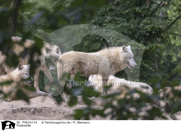 Polarwlfe / arctic wolves / PW-03114