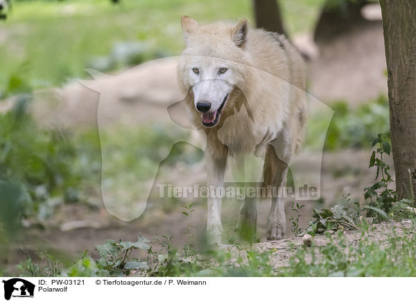 Polarwolf / arctic wolf / PW-03121