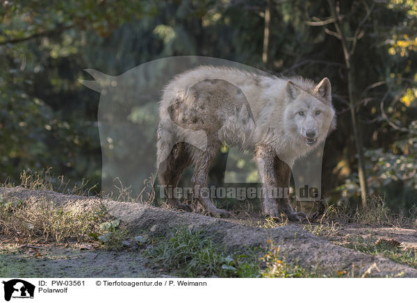 Polarwolf / arctic wolf / PW-03561