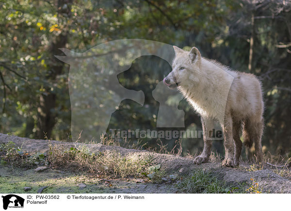 Polarwolf / arctic wolf / PW-03562