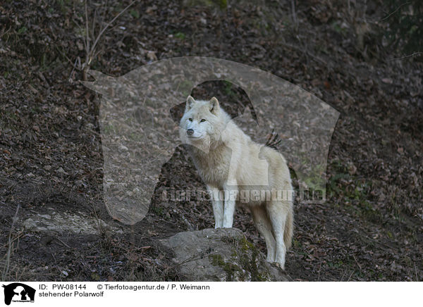 stehender Polarwolf / PW-08144