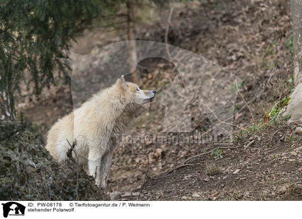 stehender Polarwolf / standing Arctic Wolf / PW-08178