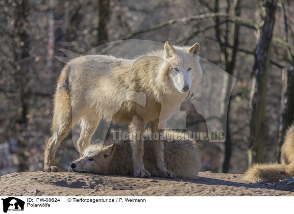 Polarwlfe / Arctic Wolves / PW-08624