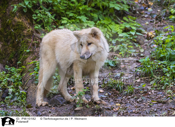 Polarwolf / arctic wolf / PW-10182