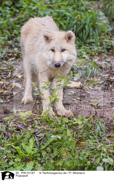 Polarwolf / arctic wolf / PW-10187
