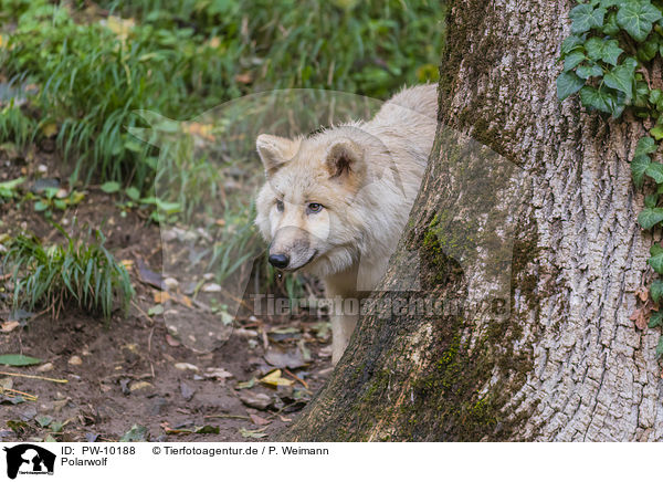 Polarwolf / arctic wolf / PW-10188