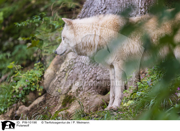 Polarwolf / arctic wolf / PW-10196