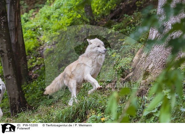 Polarwolf / arctic wolf / PW-10200
