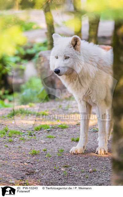Polarwolf / arctic wolf / PW-10240