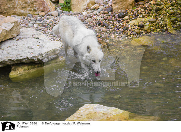 Polarwolf / arctic wolf / PW-15990