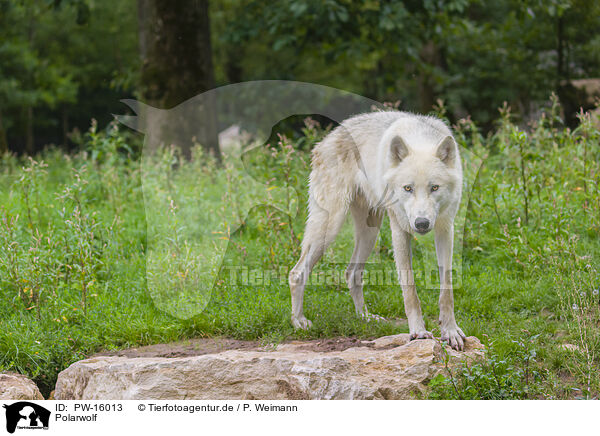 Polarwolf / arctic wolf / PW-16013