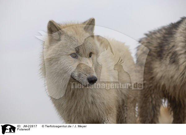 Polarwolf / Arctic Wolf / JM-22817