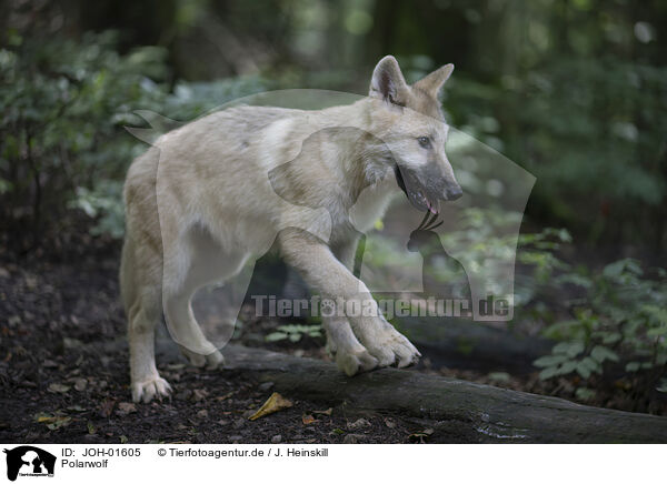 Polarwolf / Arctic wolf / JOH-01605