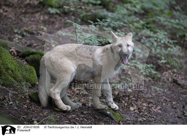 Polarwolf / Arctic wolf / JOH-01606