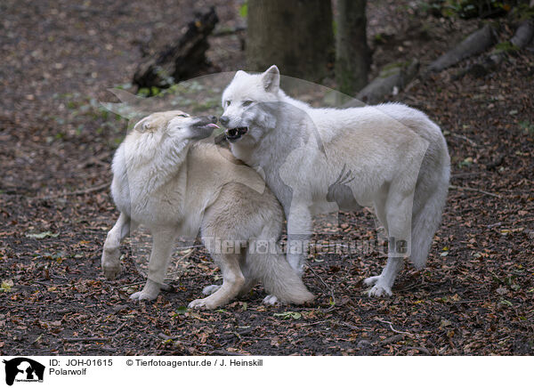 Polarwolf / Arctic wolf / JOH-01615