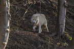 laufender Polarwolf