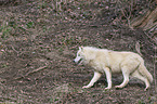 rennender Polarwolf