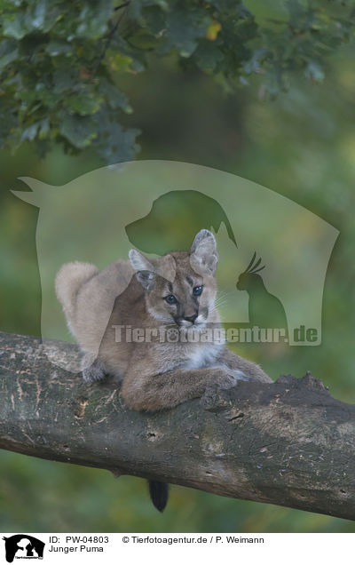 Junger Puma / young puma / PW-04803