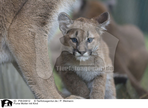 Puma Mutter mit Kind / Cougar mother with child / PW-04812