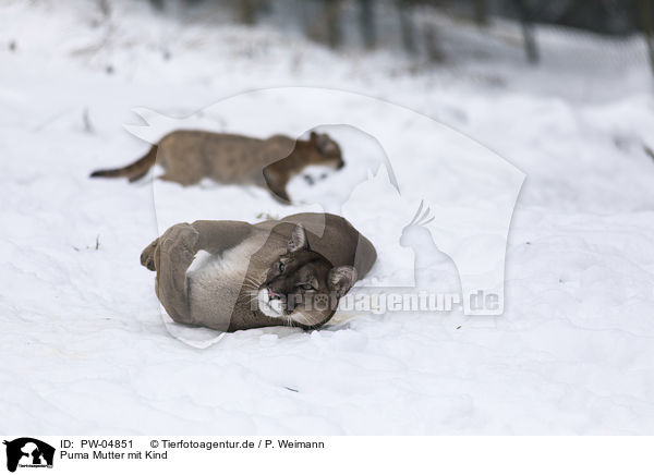 Puma Mutter mit Kind / Cougar mother with child / PW-04851