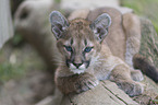 Junger Puma