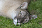 Puma Portrait