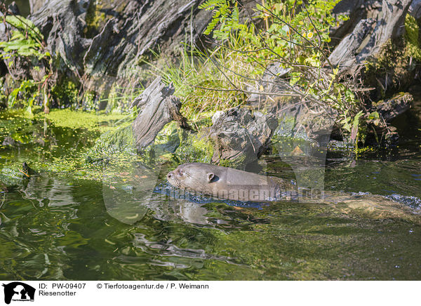 Riesenotter / giant otter / PW-09407