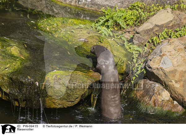 Riesenotter / giant otter / PW-09415