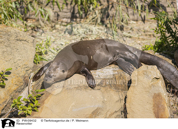 Riesenotter / giant otter / PW-09432