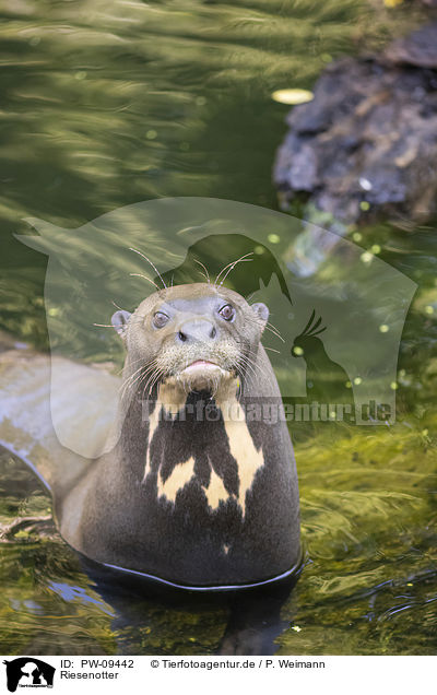 Riesenotter / giant otter / PW-09442