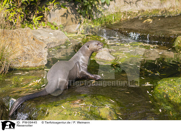 Riesenotter / giant otter / PW-09445