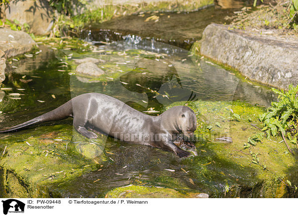 Riesenotter / giant otter / PW-09448