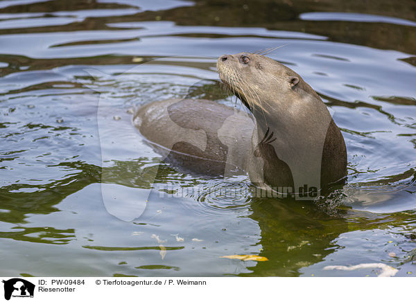 Riesenotter / giant otter / PW-09484