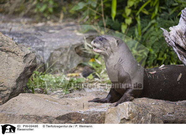 Riesenotter / giant otter / PW-09486