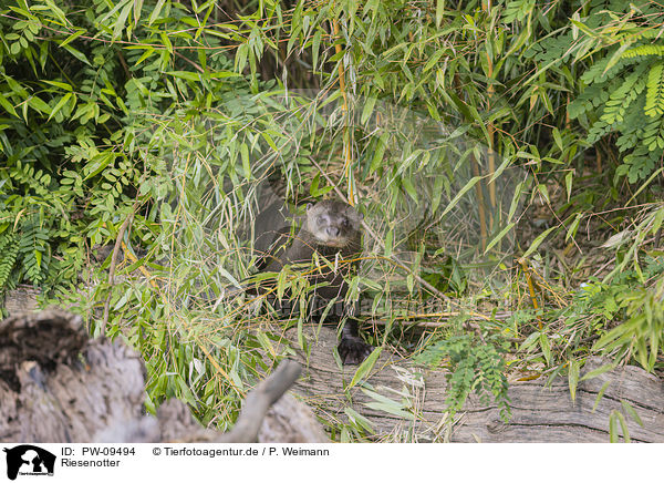 Riesenotter / giant otter / PW-09494