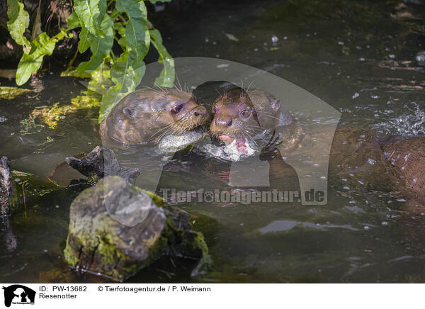 Riesenotter / giant otter / PW-13682