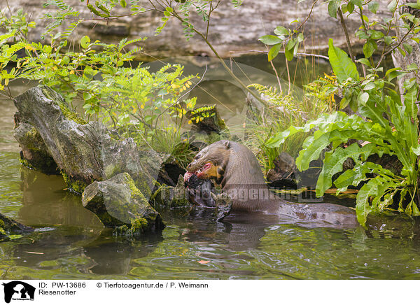 Riesenotter / giant otter / PW-13686