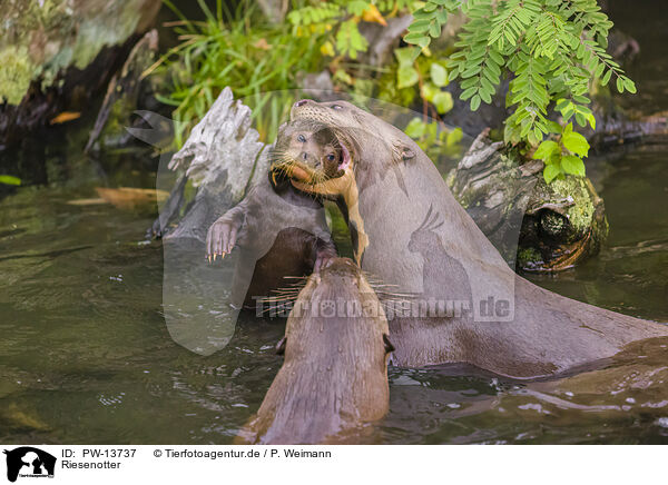 Riesenotter / giant otter / PW-13737