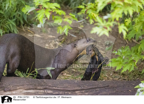 Riesenotter / giant otter / PW-13751