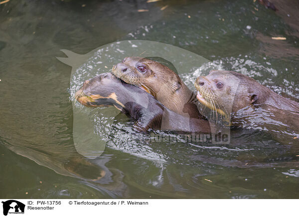 Riesenotter / giant otter / PW-13756