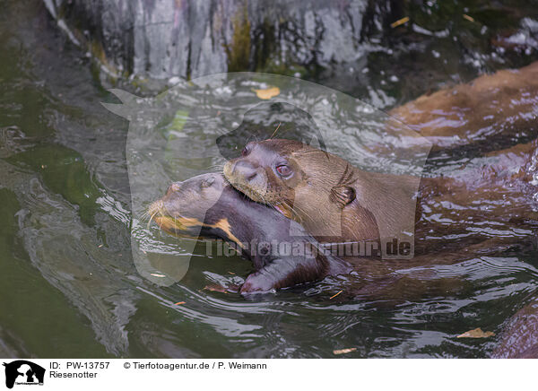 Riesenotter / giant otter / PW-13757