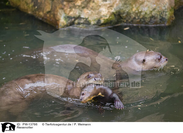 Riesenotter / giant otter / PW-13766